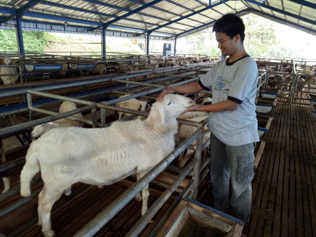 Salah satu perawatan kambing di sentra peternakan rakyat rekanan Angon / Angon