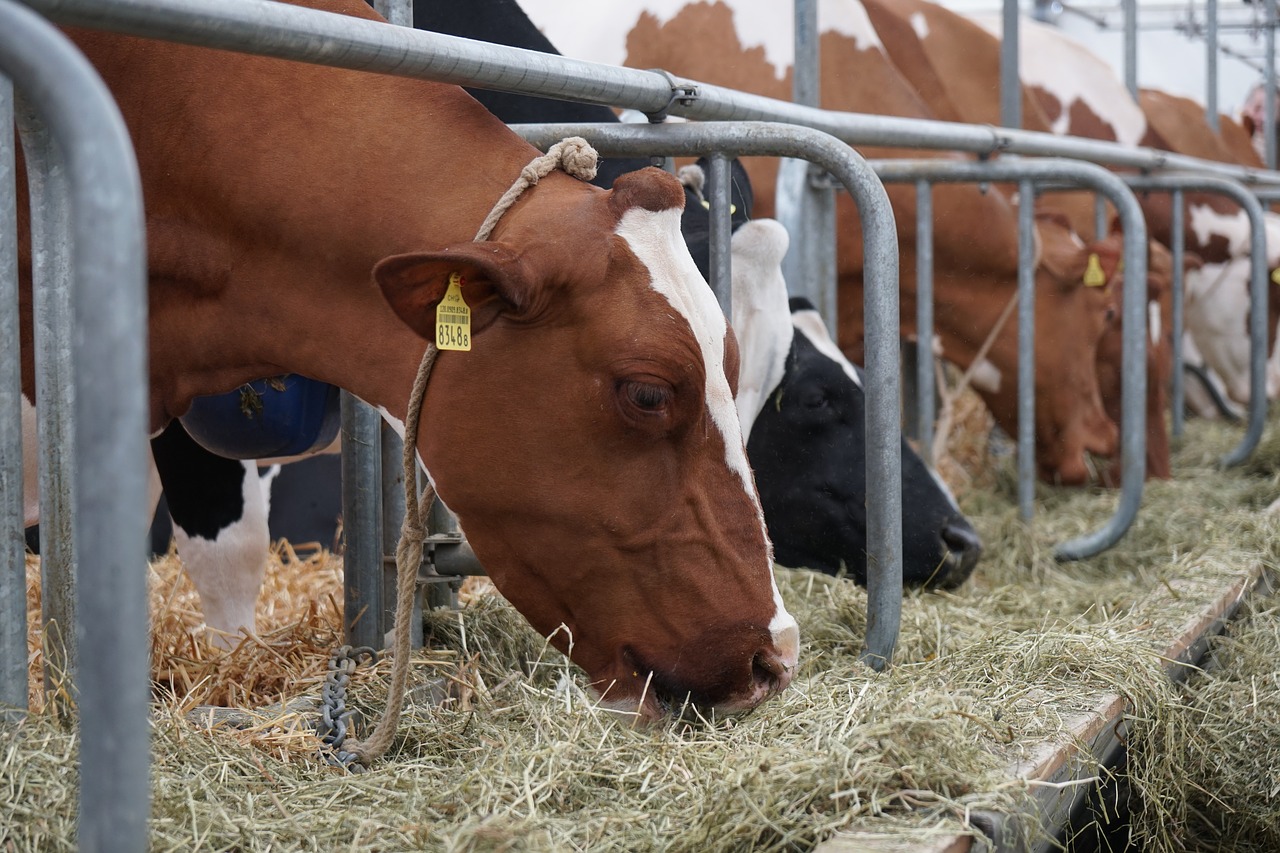 CaltyFarm ramaikan startup investasi peternakan