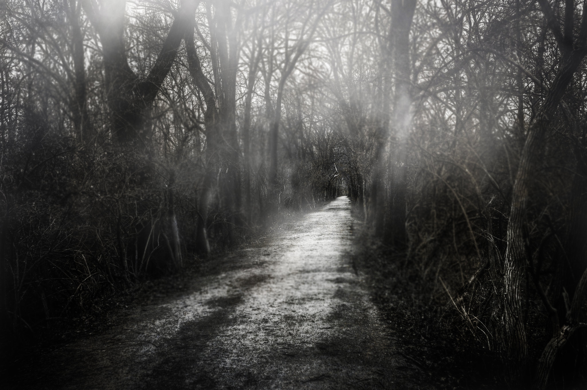 Dark pathway / Bob Dilworth @ Flickr